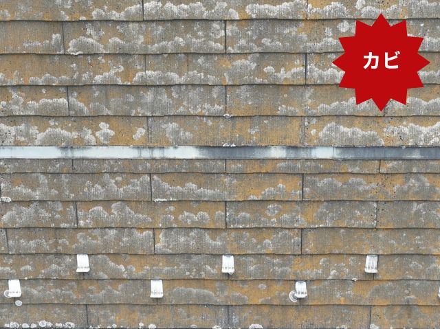 スレート　カビ